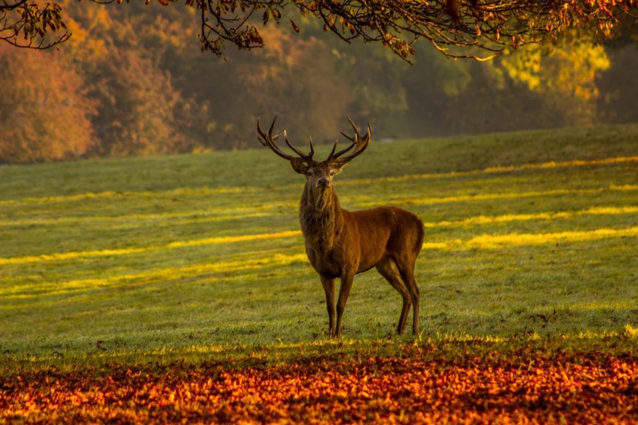 Les 12 Bois Du Cerf Βίλα Tailles Εξωτερικό φωτογραφία
