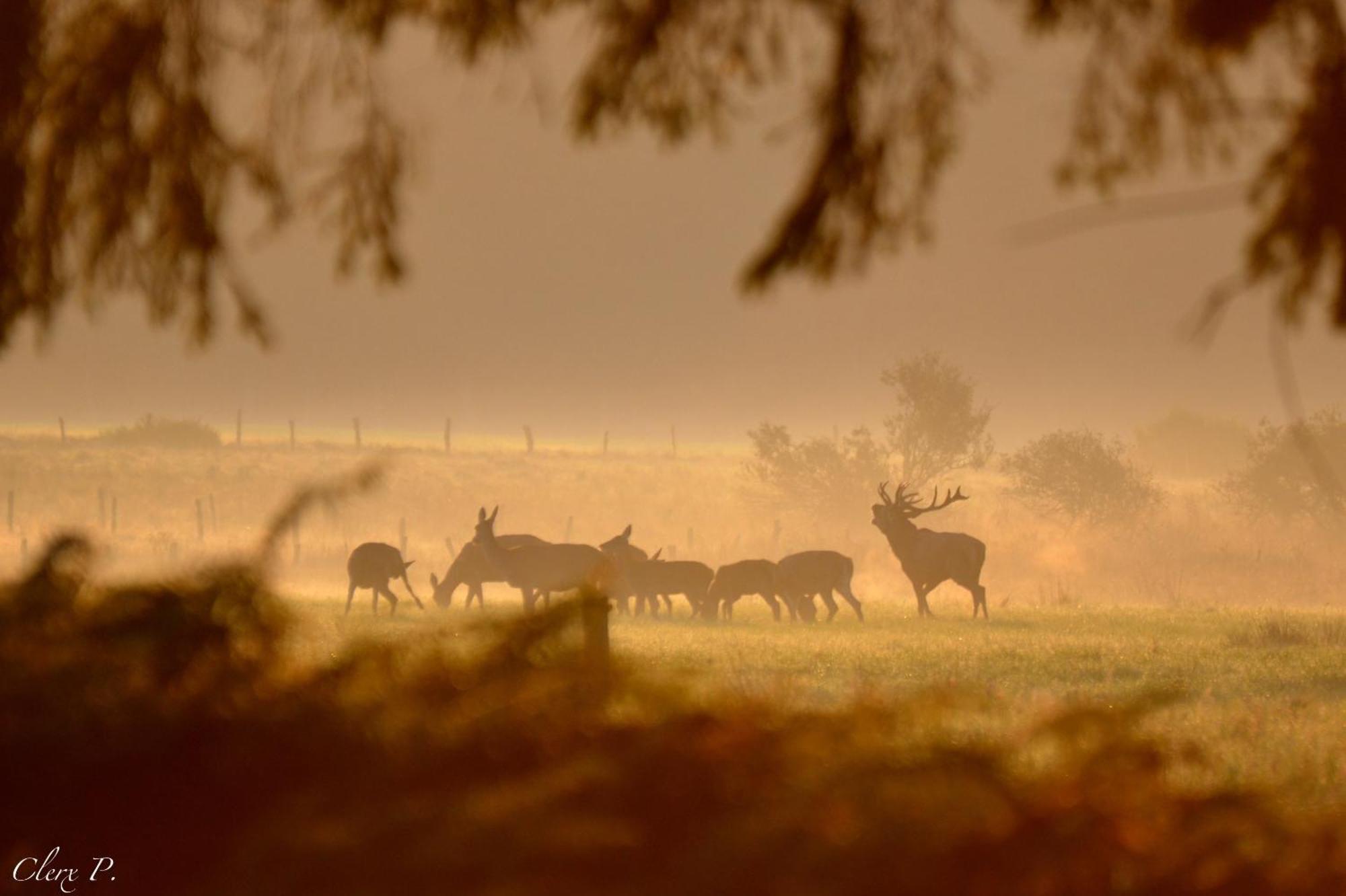Les 12 Bois Du Cerf Βίλα Tailles Εξωτερικό φωτογραφία