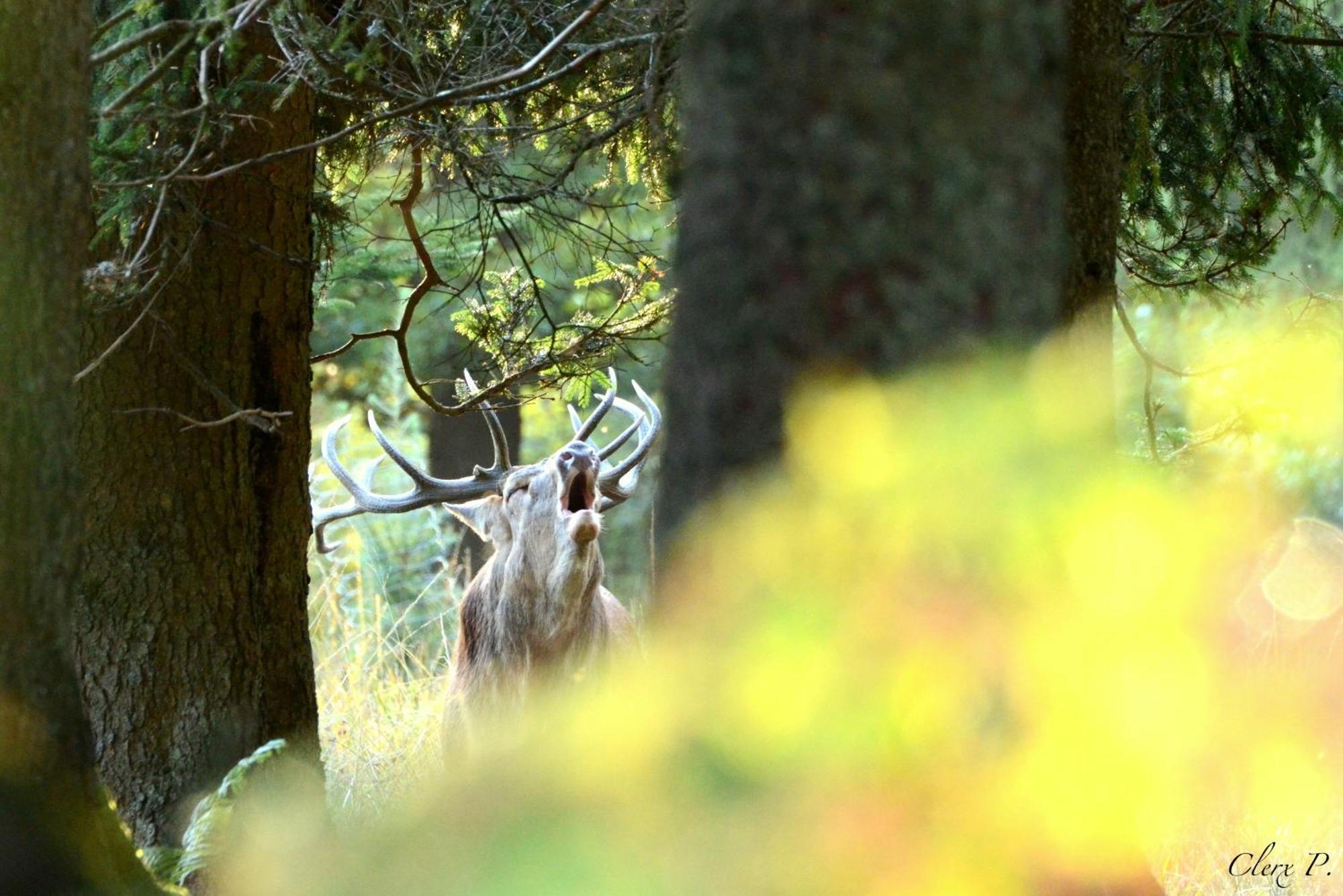 Les 12 Bois Du Cerf Βίλα Tailles Εξωτερικό φωτογραφία