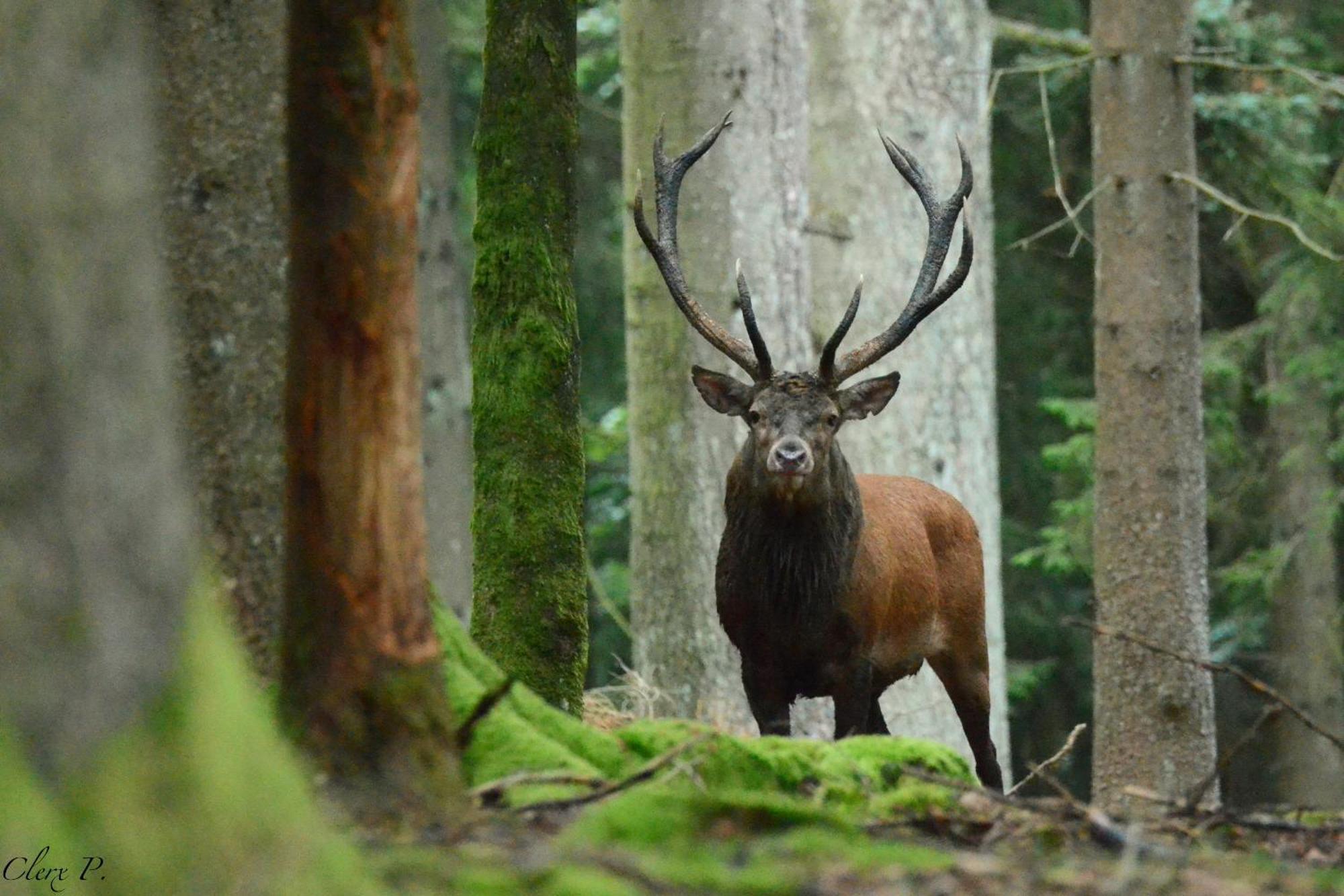 Les 12 Bois Du Cerf Βίλα Tailles Εξωτερικό φωτογραφία